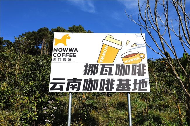 ​单店日销破1000杯！挪瓦果蔬咖啡引爆Z世代消费潮