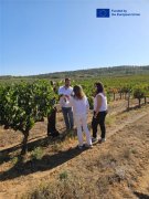 从田园到酒杯:成就葡萄酒美酒传奇的无形之路